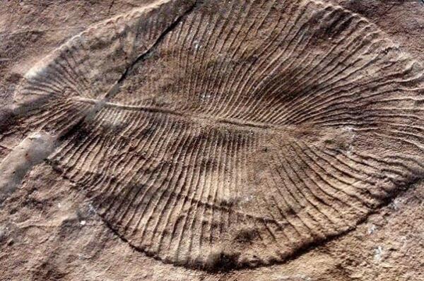 اولین انقراض بزرگ کی روی داد؟ ، کشف فسیلی که دانسته های قبلی را به چالش می کشد