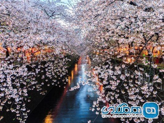 معروف ترین مکان ها برای تماشا شکوفه های گیلاس ژاپن
