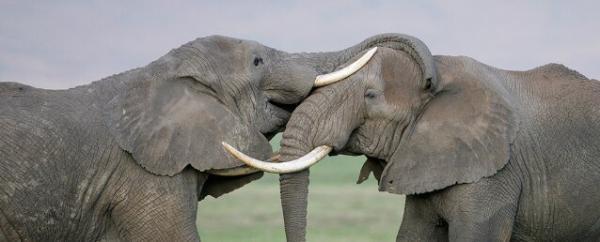 مراقب باشید، فیل ها هرگز فراموش نمی کنند